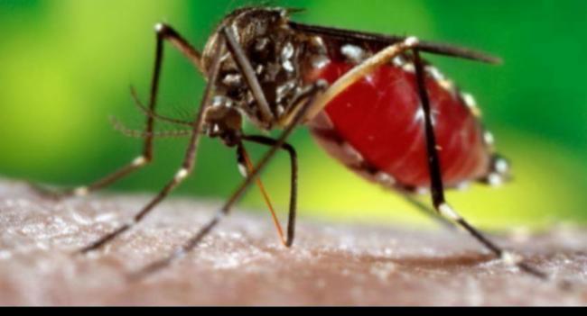 මෙරට පාසල්වලින් 60% ක ඩෙංගු මදුරුවන් බෝවන ස්ථාන